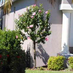 Pink Tropical Hibiscus Tree -Evergreen Trees Sales Store Tropical Pink Hibiscus 6