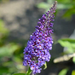 True Blue Butterfly Bush (Tree Form) -Evergreen Trees Sales Store True Blue Butterfly 3 BB