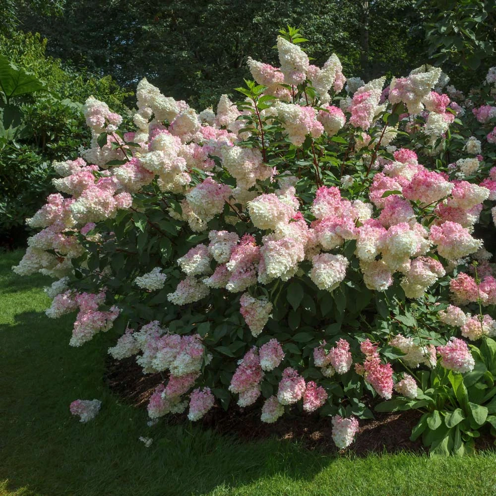 Vanilla Strawberry™ Hydrangea Shrub 2 Vanilla Strawberry™ Hydrangea Shrub - Image 2
