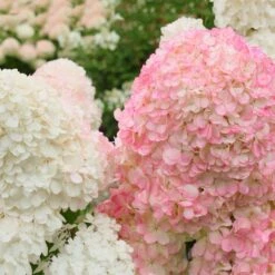Vanilla Strawberry™ Hydrangea Shrub 6 Vanilla Strawberry™ Hydrangea Shrub -Evergreen Trees Sales Store Vanilla Strawberry Hydrangea 2 FGT