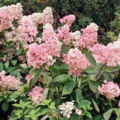 Vanilla Strawberry™ Hydrangea Shrub 7 Vanilla Strawberry™ Hydrangea Shrub -Evergreen Trees Sales Store Vanilla Strawberry Hydrangea 3 FGT