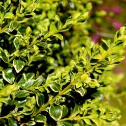 Variegated Boxwood Shrub -Evergreen Trees Sales Store Variegated Boxwood 4 FGT