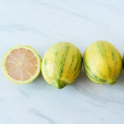 Pink Variegated Eureka Lemon Bush -Evergreen Trees Sales Store Variegated Pink Eureka 2 BB