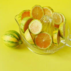 Pink Variegated Eureka Lemon Tree -Evergreen Trees Sales Store Variegated Pink Eureka 3 fc1d5a93 7ca6 443b a4e9 221de3f12f84