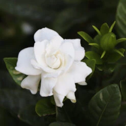 Gardenia 'Veitchii' Shrub -Evergreen Trees Sales Store Veitchii Gardenia 2 FGT