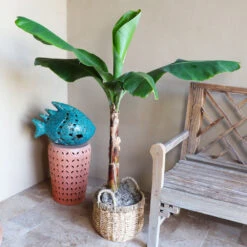 Veranda Banana Tree -Evergreen Trees Sales Store Veranda Banana 3