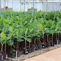 Veranda Banana Tree -Evergreen Trees Sales Store Veranda Banana 4 FGT
