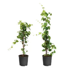 Evergreen Trees Sales Store 23 Wine Lover's Kit