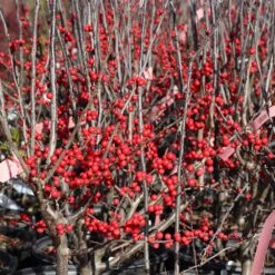 Winter Red Winterberry Holly Shrub -Evergreen Trees Sales Store WInter Red winterberry 3G