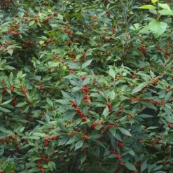Winter Red Winterberry Holly Shrub -Evergreen Trees Sales Store WInter Red winterberry 5