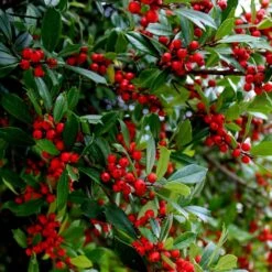 Winter Red Winterberry Holly Shrub -Evergreen Trees Sales Store WInter Red winterberry 6