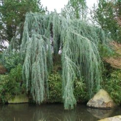 Weeping Blue Atlas Cedar Tree -Evergreen Trees Sales Store Weeping Blue atlas Cedar 1