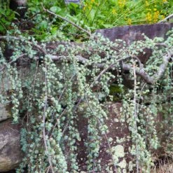 Weeping Blue Atlas Cedar Tree -Evergreen Trees Sales Store Weeping Blue atlas Cedar 5 FGT