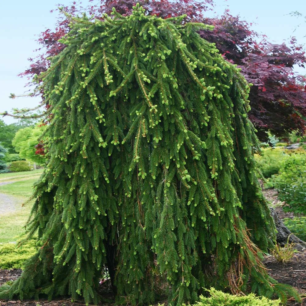 Weeping Norway Spruce Tree 3 Weeping Norway Spruce Tree - Image 3