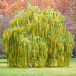 Weeping Willow -Evergreen Trees Sales Store Weeping Willow 11 FGT