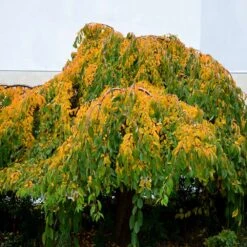Weeping Yoshino Cherry Tree -Evergreen Trees Sales Store Weeping Yoshino Cherry 4