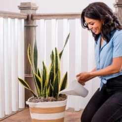 Air-Purifying House Plant Kit -Evergreen Trees Sales Store Whie Watering Can 2 af5196b4 a77c 4b15 b895 8aae9ad1b861