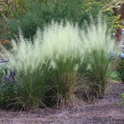 White Cloud Muhly Grass 6 White Cloud Muhly Grass -Evergreen Trees Sales Store White Cloud Muhly Grass 4 FGT
