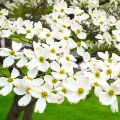 White Dogwood -Evergreen Trees Sales Store White Dogwood 19 FGT