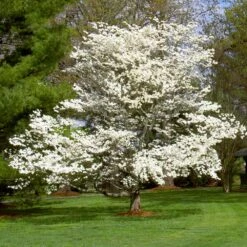 White Dogwood -Evergreen Trees Sales Store White Dogwood 7 FGT