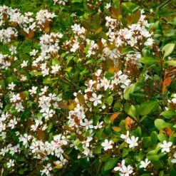 Snow White Indian Hawthorn Shrub -Evergreen Trees Sales Store White Indian Hawthorn 1