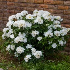 White Knock Out® Rose -Evergreen Trees Sales Store White Knockout Rose 4