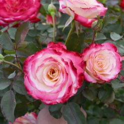 White Lies™ Rose Shrub -Evergreen Trees Sales Store White Lies Rose 2