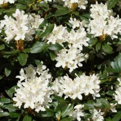 White Rhododendron 5 White Rhododendron -Evergreen Trees Sales Store White Rhododendron 2 FGT