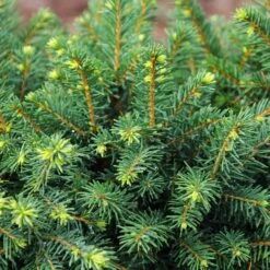 White Spruce Tree -Evergreen Trees Sales Store White Spruce Tree 3 FGT