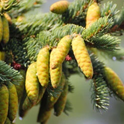 White Spruce Tree -Evergreen Trees Sales Store White Spruce Tree 4