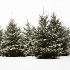 White Spruce Tree -Evergreen Trees Sales Store White Spruce Tree 5