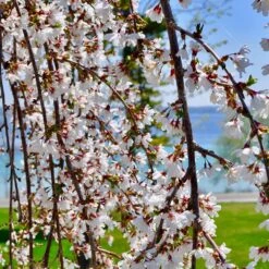 White Weeping Cherry Tree -Evergreen Trees Sales Store White Weeping Cherry 3 FGT