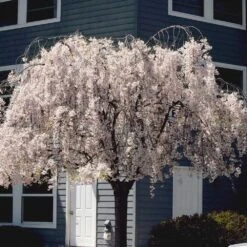 White Weeping Cherry Tree -Evergreen Trees Sales Store White Weeping Cherry 6
