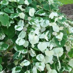 Whitewater Redbud Tree -Evergreen Trees Sales Store Whitewater Redbud 2