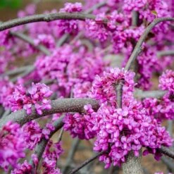 Whitewater Redbud Tree -Evergreen Trees Sales Store Whitewater Redbud 3