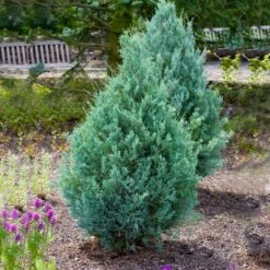 Juniper 'Wichita Blue' Tree -Evergreen Trees Sales Store Wichita Blue Juniper 4