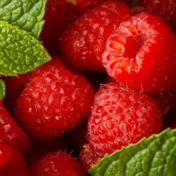 Willamette Red Raspberry Bush -Evergreen Trees Sales Store Wiliamette Raspberry 5 FGT