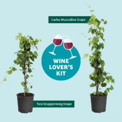 Tara Scuppernong Grape -Evergreen Trees Sales Store Wine Lovers Kit Graphic 301366c6 ebcf 4d94 ad77 06f0e938ca39