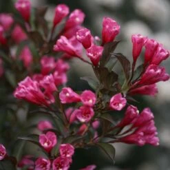 Wine & Roses® Weigela Shrub -Evergreen Trees Sales Store Wine and Roses Weigela 3 FGT