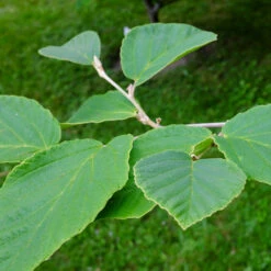 Diane Witch Hazel Shrub -Evergreen Trees Sales Store Witch Hazel Diane 2