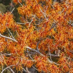 Jelena Witch Hazel Shrub -Evergreen Trees Sales Store Witch Hazel Jelena 1