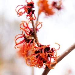 Jelena Witch Hazel Shrub -Evergreen Trees Sales Store Witch Hazel Jelena 2
