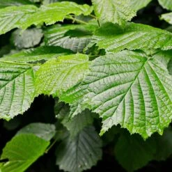 Jelena Witch Hazel Shrub -Evergreen Trees Sales Store Witch Hazel Jelena 4