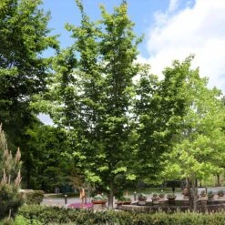 Jelena Witch Hazel Shrub -Evergreen Trees Sales Store Witch Hazel Jelena 6