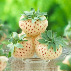 Pineberry -Evergreen Trees Sales Store Wonderful Pineberry 8