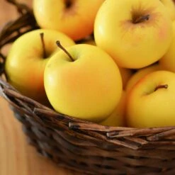 Golden Delicious Apple Tree -Evergreen Trees Sales Store Yellow Delicious Apples 4 FGT