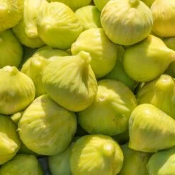 Yellow Fig Tree 8 Yellow Fig Tree -Evergreen Trees Sales Store Yellow Fig 1