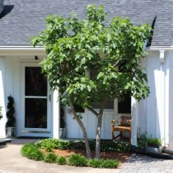 Yellow Fig Tree 9 Yellow Fig Tree -Evergreen Trees Sales Store Yellow Fig 5