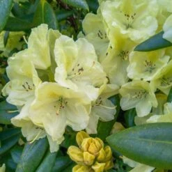 Yellow Rhododendron -Evergreen Trees Sales Store Yellow Rhododendron 2 FGT