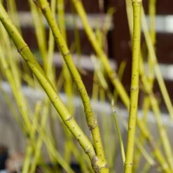 Yellow Twig Dogwood Shrub -Evergreen Trees Sales Store Yellow Twig Dogwood 4 FGT
